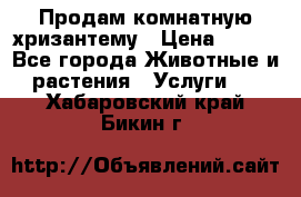 Продам комнатную хризантему › Цена ­ 250 - Все города Животные и растения » Услуги   . Хабаровский край,Бикин г.